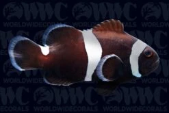 Ocellaris, Darwin Misbar, QM Labs Clownfish Aquacultured- USA