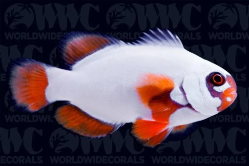 Gold Nugget Maroon Clownfish - Aquacultured - Bali Aquarich - Indonesia