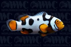 Black Picasso Percula P1 Clownfish - Aquacultured - Bali Aquarich - Indonesia