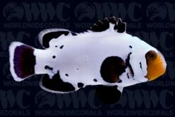 Black Ice Grade A Ocellaris Clownfish - Aquacultured - Bali Aquarich - Indonesia