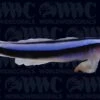 Neon Blue Cleaner Goby - Aquacultured - USA