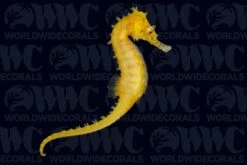Barbouri Seahorse - Male - Aquacultured - Australia