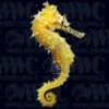 Barbouri Seahorse - Aquacultured - Australia
