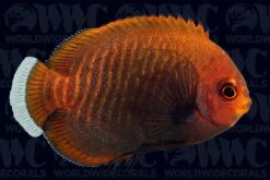 Golden Pygmy Angelfish - Aquacultured- Bali Aquarich - Indonesia