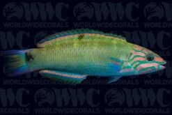 Lunare Wrasse - Fiji