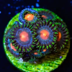 Blue Pinwheel Zoanthids