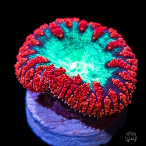 Boogie Nights Blastomussa Coral