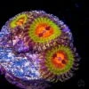 Bowtie Blaster Zoanthids
