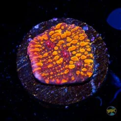 CC Cloudberries Chalice