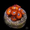 Charmander Zoanthids
