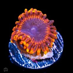 Cinder Zoanthids