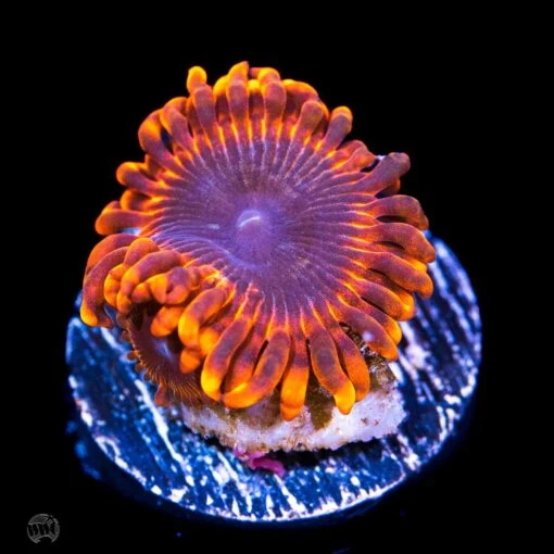 Cinder Zoanthids