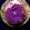 Darth Maul Zoanthids