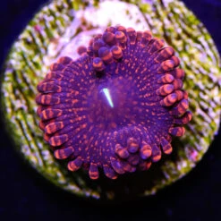 Darth Maul Zoanthids