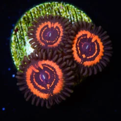 Devils Armor Zoanthids