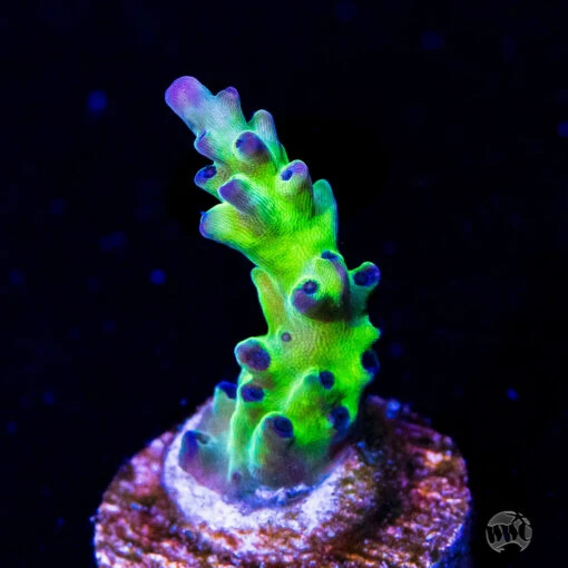 Gonzo Blueberry Diesel Acropora