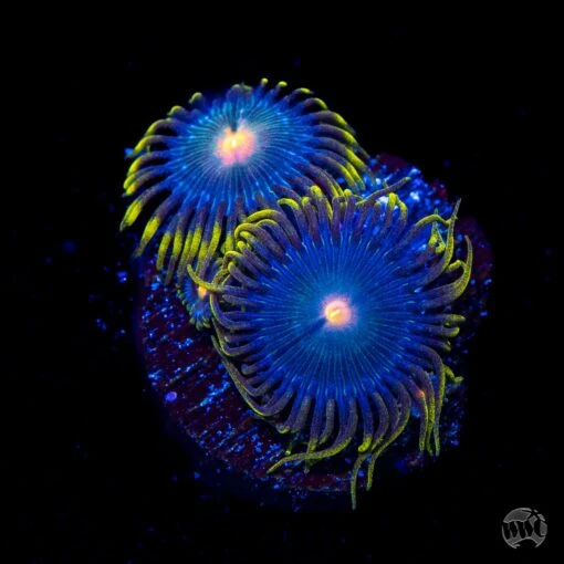 Gorilla Nipple Zoanthids