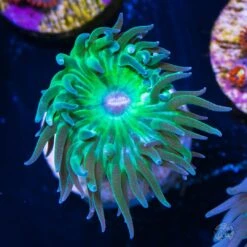 Green Duncan Coral