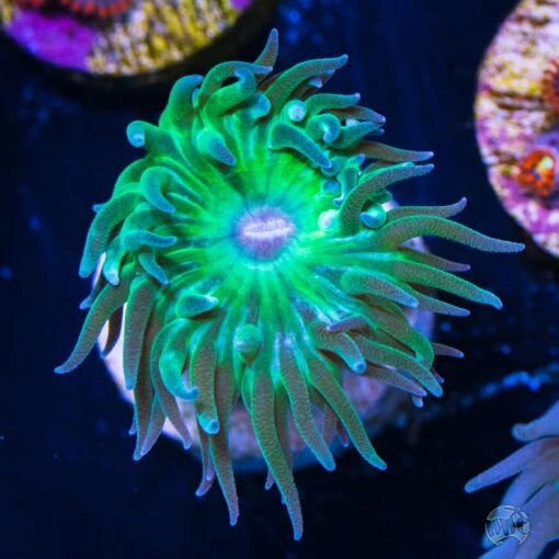 Green Duncan Coral