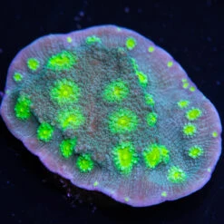 Hollywood Stunner Chalice Coral