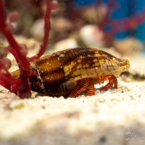 Halloween Hermit Crab