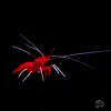 Blood Red Fire Shrimp