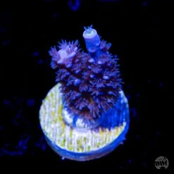 Jason Fox Papa Smurf Tenuis Acropora