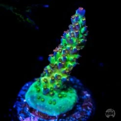 JKR Rainbow Acropora