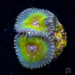 Jason Fox Captain Jerk Palythoa