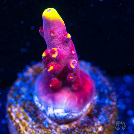 Jason Fox Fox Flame Acropora