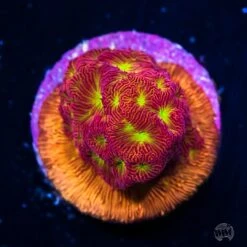 Jason Fox Lethal Leptoseris