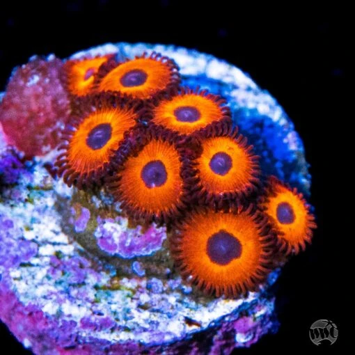 Kedds Reds Zoanthids