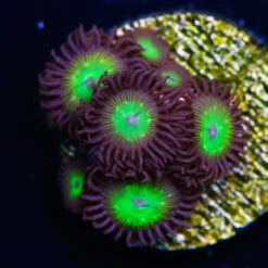 Mean Green Zoanthids