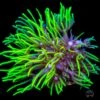 Neon Green Star Polyps Coral