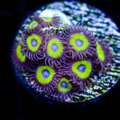 Nuclear Halos Zoanthids