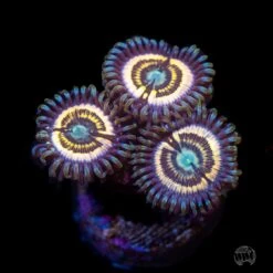 Petroglyph Zoanthids
