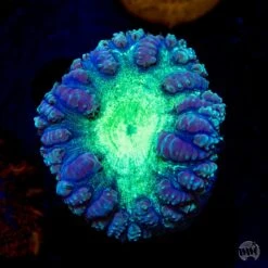 Phantasm Blastomussa Coral