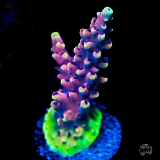 Pink Cadillac Acropora