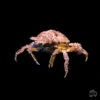 Pitho Crab