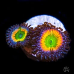 Rainbow Infusion Zoanthids