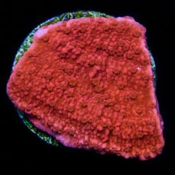 Red Montipora Cap Frag Coral