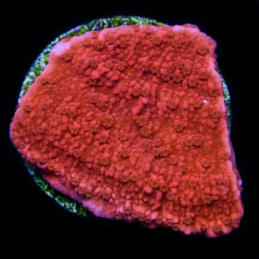 Red Montipora Cap Frag Coral