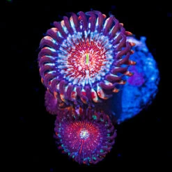 Salted Agaves Zoanthids