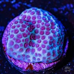 Tyree Sanddollar Porites Coral