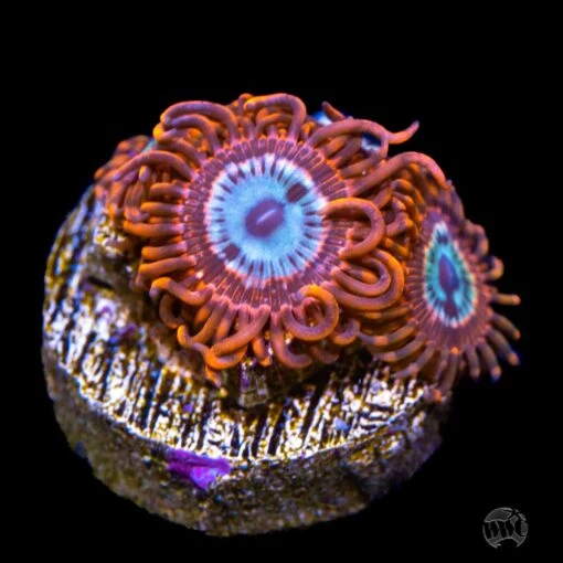 Utter Peace Zoanthids