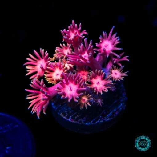 Jewel Thief Goniopora