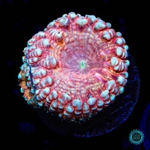 Aztec Gold Blastomussa