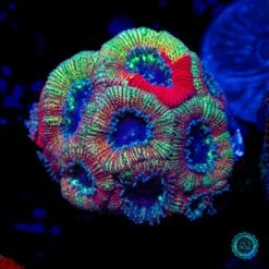 Cherries Jubilee Aussie Lord