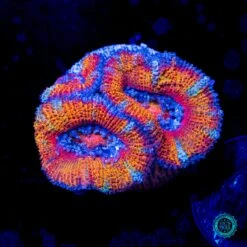 Fairy Tales Aussie Lord