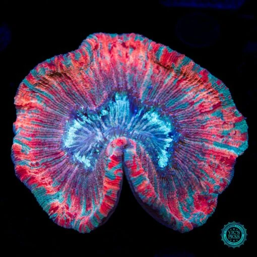 Passion Fruit Trachyphyllia